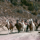 Illustration for article titled Llamas Say, Fuck Your Tour de France, Casually Obstruct Race Course